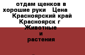 отдам щенков в хорошие руки › Цена ­ 10 - Красноярский край, Красноярск г. Животные и растения » Отдам бесплатно   . Красноярский край